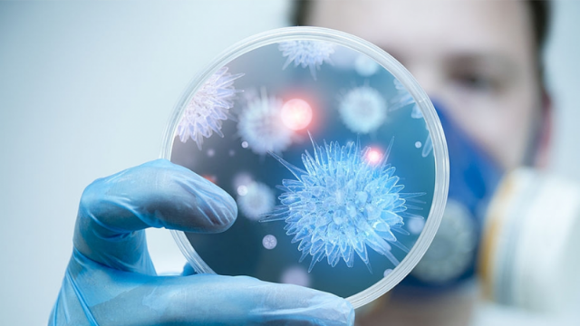 Bộ Y tế Việt Nam hỏa tốc yêu cầu siết chặt phòng, chống dịch virus Nipah