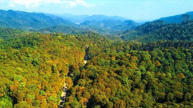 Dự án RECAF: Hơn 100 triệu USD cải thiện sinh kế và bảo vệ rừng Tây Nguyên, Nam Trung Bộ