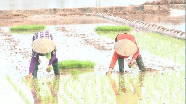 Nông dân Phúc Lộc hăng hái xuống đồng cấy lúa vụ xuân 2026