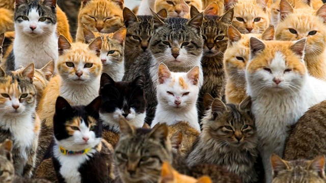 Năm Mão thăm “đảo mèo” ở Nhật Bản