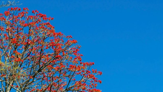 Hoa vông nem vào mùa nở rộ như “lửa đỏ” khắp núi Bà Đen