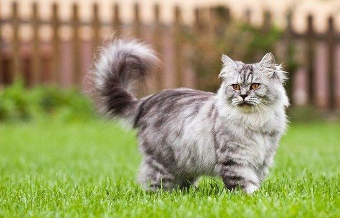 Một số loài mèo đẹp lạ trên thế giới 
