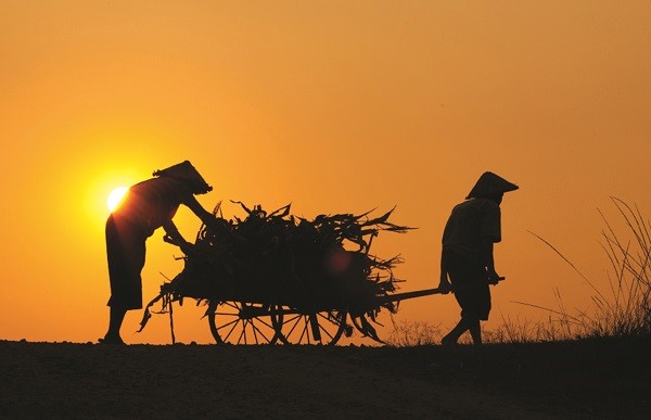 Nhớ về những buổi gặt lúa ban đêm