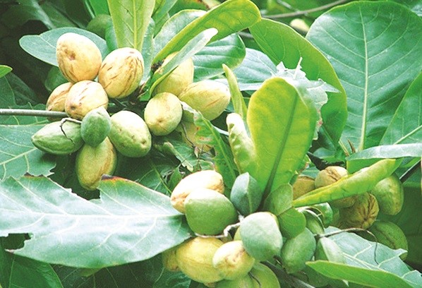 HAI CÂY BÀNG NƠI SÂN TRƯỜNG CŨ…