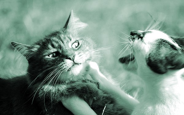 Hai con mèo của nhà hàng xóm