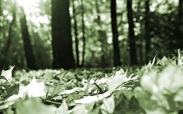 Mùa Thu đầu tiên