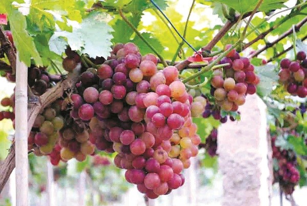 Du lịch nông nghiệp, nông thôn Hà Nội hút du khách