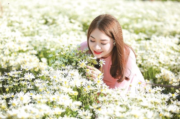 Cúc họa mi về trên phố