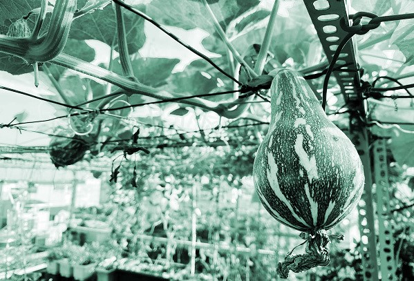 Những không gian xanh giữa lòng đô thị