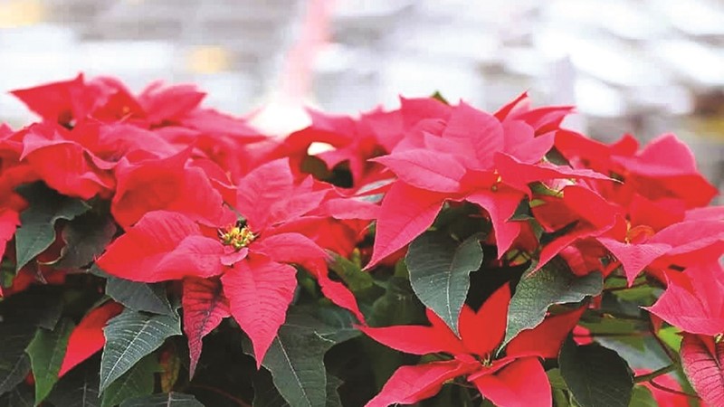 Những loài cây mang tài lộc, may mắn cho năm mới