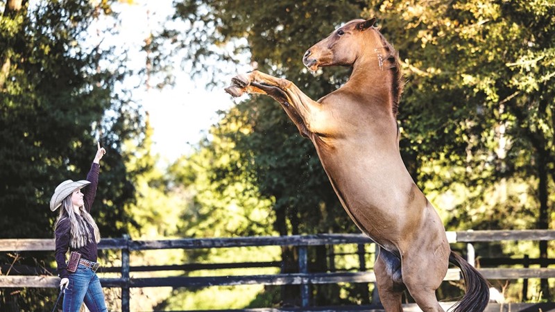 Thông điệp của năm con Ngựa