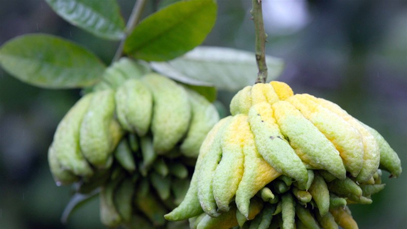 Thuốc quý từ quả phật thủ