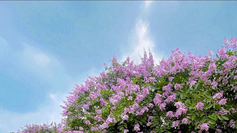 Người dân thích thú check-in hoa bằng lăng nở rộ khắp phố