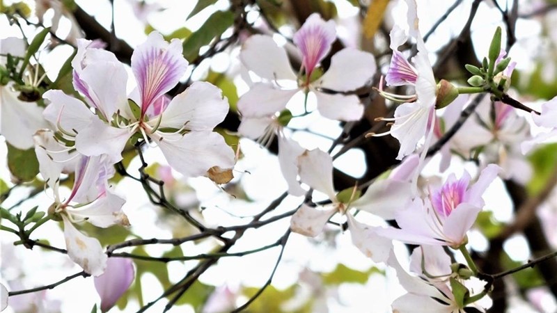 Tháng 2 ngắm hoa ban giữa lòng Thủ đô