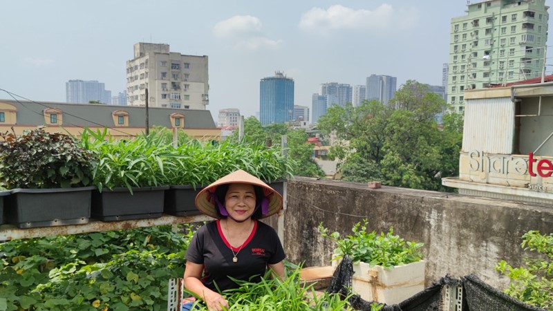 Những “Vườn rau sạch tại nhà” đẹp lung linh của phụ nữ Đống Đa