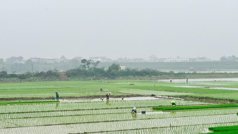 Nông dân xuống đồng gieo trồng vụ Xuân