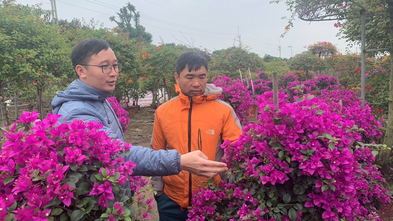 Rực rỡ hoa giấy Phù Đổng đón Tết