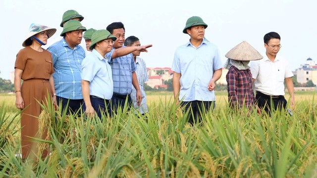 Khuyến nông Thủ đô cùng nông dân tái phục hồi sản xuất