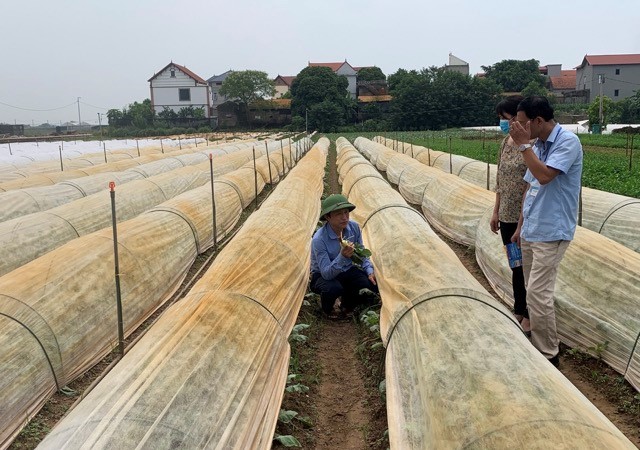 Trợ giúp kỹ thuật, giúp nông dân gia tăng giá trị sản xuất