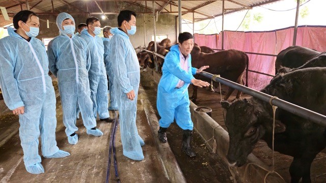 Hà Nội tập trung phát triển chăn nuôi bền vững, giảm chăn nuôi trong khu dân cư