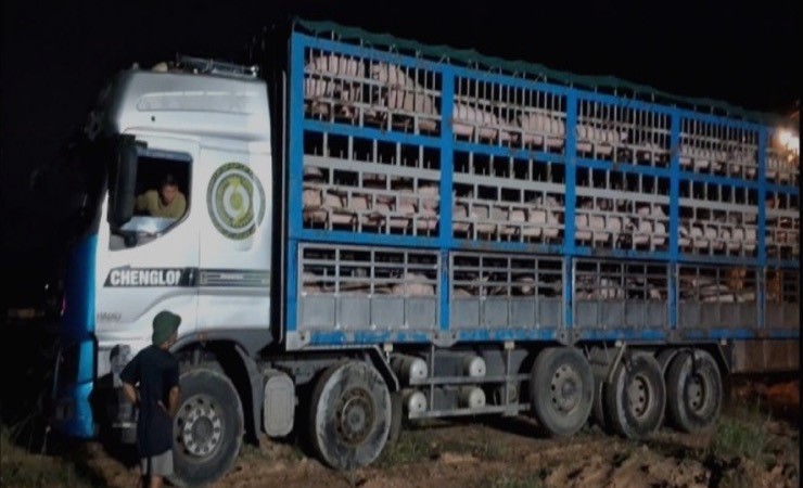 Phát hiện và tiêu hủy 192 con lợn nhiễm virus Dịch tả lợn Châu Phi vận chuyển trái phép 