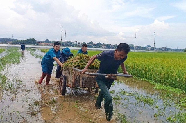 Phường Tùng Thiện khẩn trương giúp dân gặt lúa chạy ngập úng
