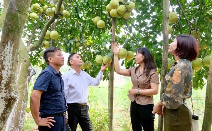 Hà Nội mở rộng vùng trồng áp dụng VietGAP - hướng tới nông nghiệp sinh thái, bền vững