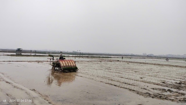 Xã Ứng Thiên đẩy nhanh tiến độ sản xuất, phát huy hiệu quả cấy máy