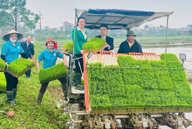 Chủ tịch Hội Nông dân thành phố cùng hội viên xuống đồng cấy lúa xuân 2026
