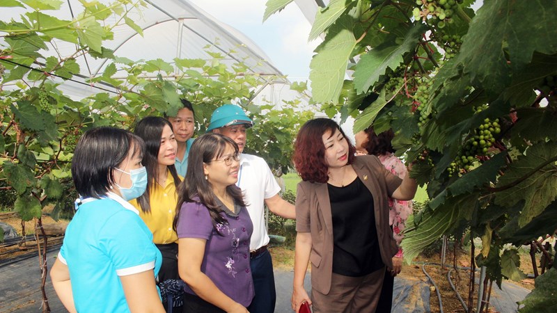 Ra mắt Hợp tác xã sản xuất nông nghiệp do phụ nữ làm chủ