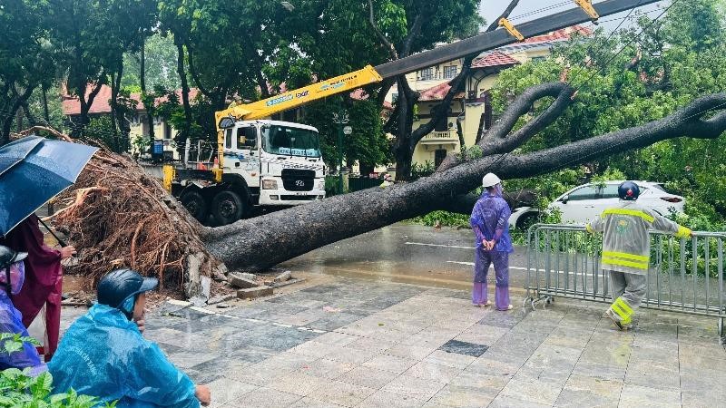 Hà Nội: Cây cổ thụ bật gốc, đè trúng hai ô tô tại ngã tư Trần Phú - Chu Văn An