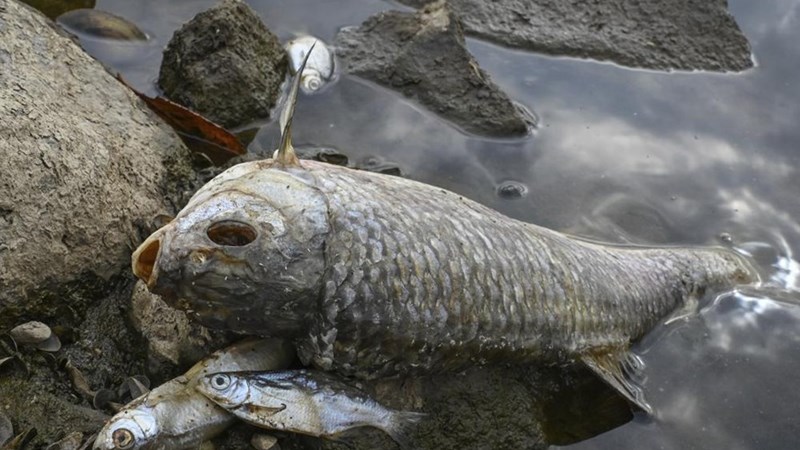 Ba Lan: Thủy ngân không phải là nguyên nhân khiến cá chết hàng loạt 