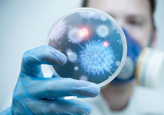 Bộ Y tế khuyến cáo người dân hạn chế đến khu vực có dịch bệnh do virus Nipah