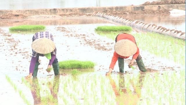 Nông dân Phúc Lộc hăng hái xuống đồng cấy lúa vụ xuân 2026