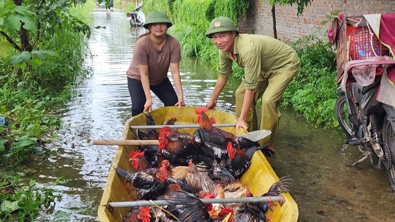 Hội LHPN huyện Ba Vì hỗ trợ người dân di chuyển gia súc, gia cầm tránh lũ
