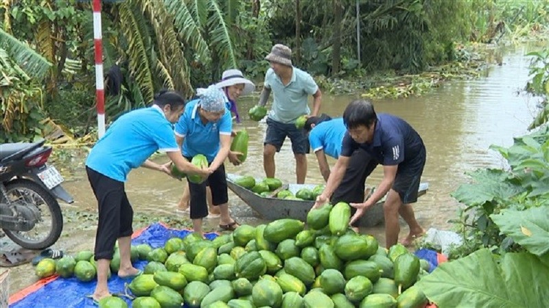 Hội LHPN Gia  Lâm: Kết nối, hỗ trợ tiêu thụ 16 tấn đu đủ và 13.000 buồng chuối
