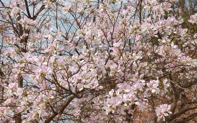 Từ ngày 13 - 16/3: Diễn ra Lễ hội hoa Ban trên miền đất Điện Biên Phủ anh hùng, linh thiêng