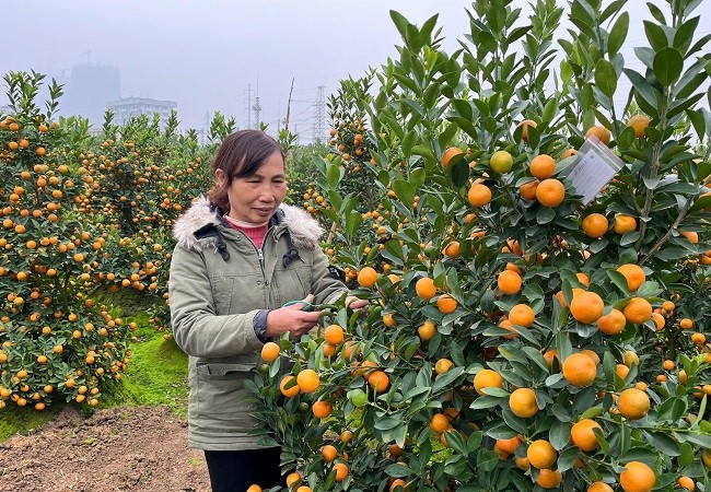 Làng quất, đào rộn ràng vào vụ Tết