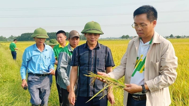 Phân bón Phú Mỹ - chìa khóa cho đất khỏe, cây xanh