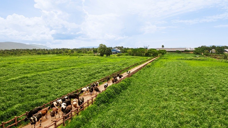 Vinamilk – đại diện duy nhất của ngành sữa Việt Nam trong danh sách Fortune 500 Đông Nam Á