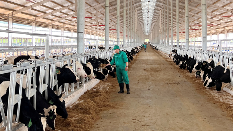 Đàn bò sữa 1000 con được Vinamilk nhập khẩu cho trang trại tại Lào