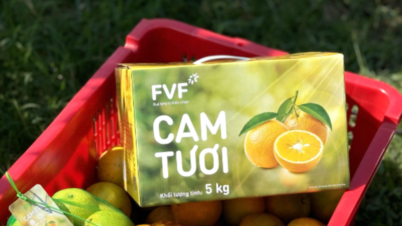 Vườn cam lớn nhất miền Trung của Tập đoàn TH: Giống cam Xã Đoài nổi tiếng, công nghệ canh tác hiện đại