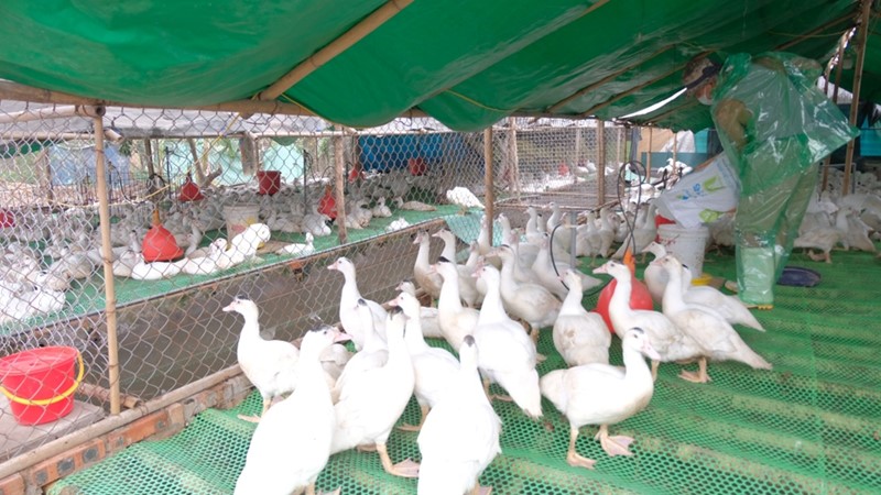 Hà Nội tăng cường các giải pháp kiểm soát dịch bệnh trên đàn gia súc, gia cầm