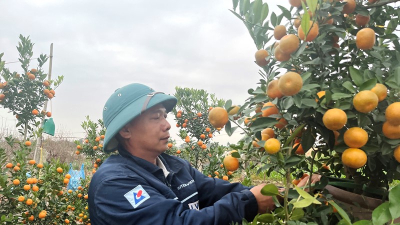 Cận Tết, vườn đào thắm - quất vàng tấp nập khách mua