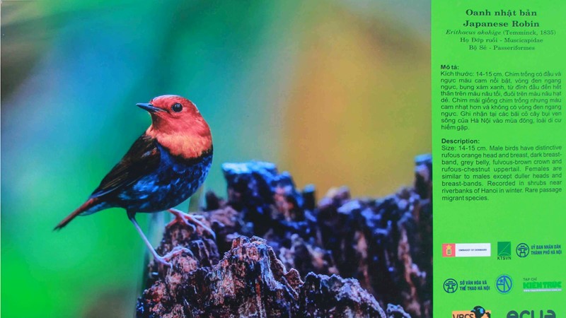 Triển lãm ảnh “Hà Nội đất lành chim đậu“