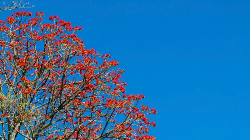 Hoa vông nem vào mùa nở rộ như “lửa đỏ” khắp núi Bà Đen