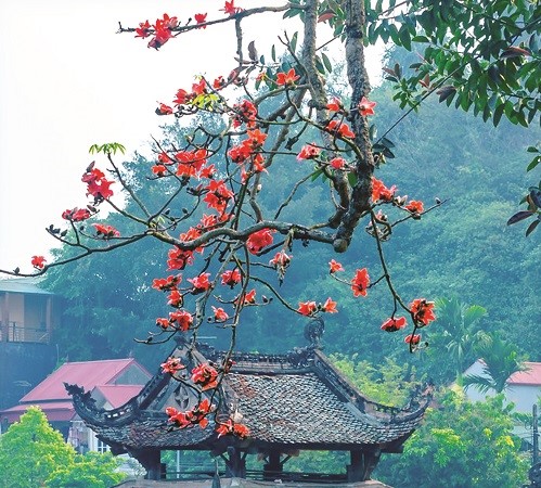 Có hẹn với chùa Thầy mùa hoa gạo tháng Ba