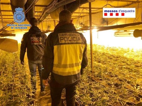 Một trong các băng đảng cần sa lớn nhất Châu Âu bị triệt phá
