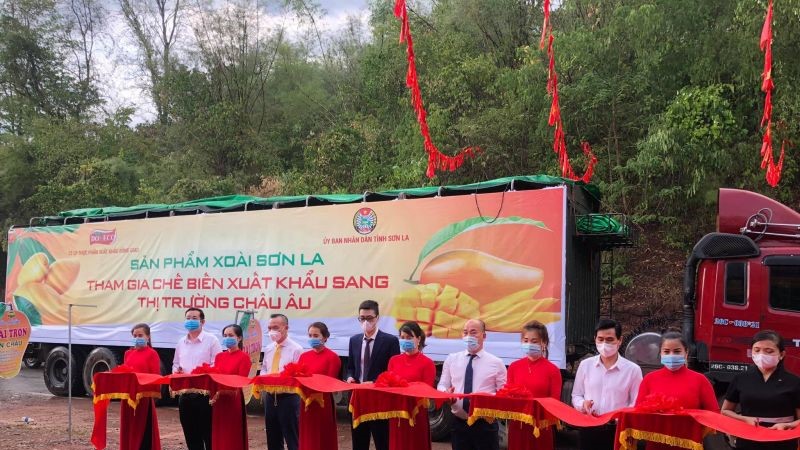 Bộ Công Thương hỗ trợ Sơn La xuất khẩu xoài, nhãn và tiêu thụ trong nước