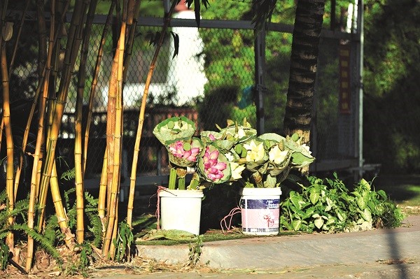 Một mùa sen vắng